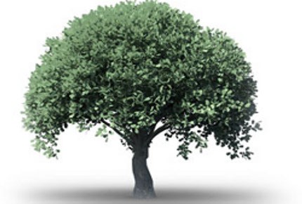 Copaiba arbre